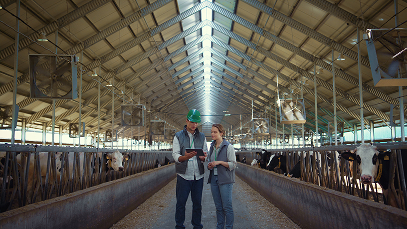 Landwirt und Landwirtin checken technische Parameter im Kuhstall