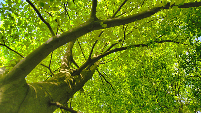 Blick in grüne Baumwipfel