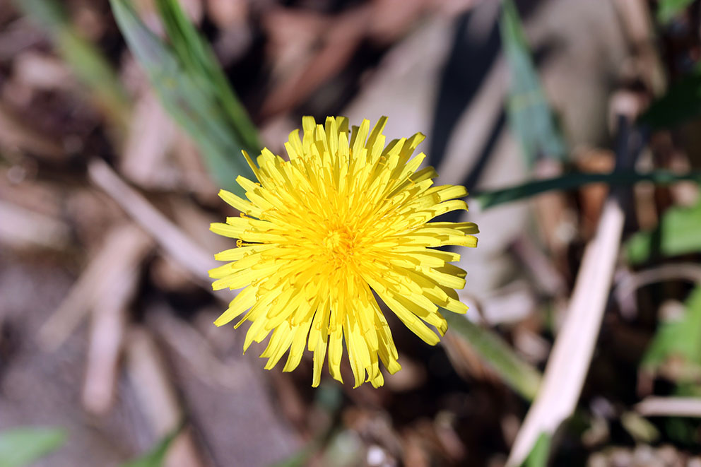 Nahaufnahme einer leuchtend gelben Löwenzahnblüte mit grünen Blättern im Hintergrund.