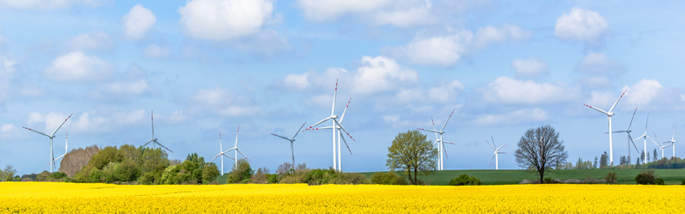 Windräder in einer offenen Landschaft mit blühendem gelbem Feld und blauem Himmel.