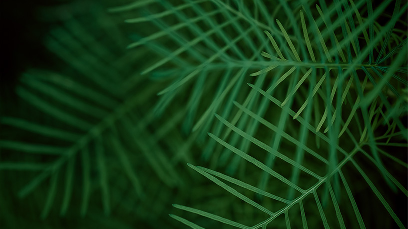 Grüne Palmwedel als Symbol für Nachhaltigkeit und umweltfreundliches Design.